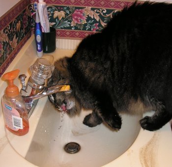 Leo drinks from the bathroom sink.