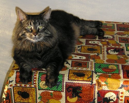 Leo checks out the table cloth.