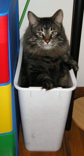 Leo in the trash looking out.