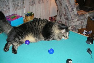 Leo plays pussy pool.