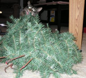 Leo tastes the boughs.