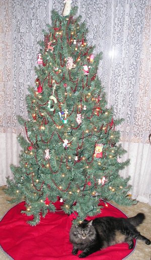 Leo under the tree.