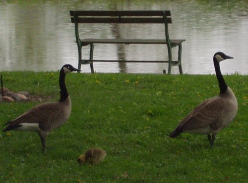 Awwww - cute little baby goose!