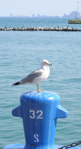 A seagull.