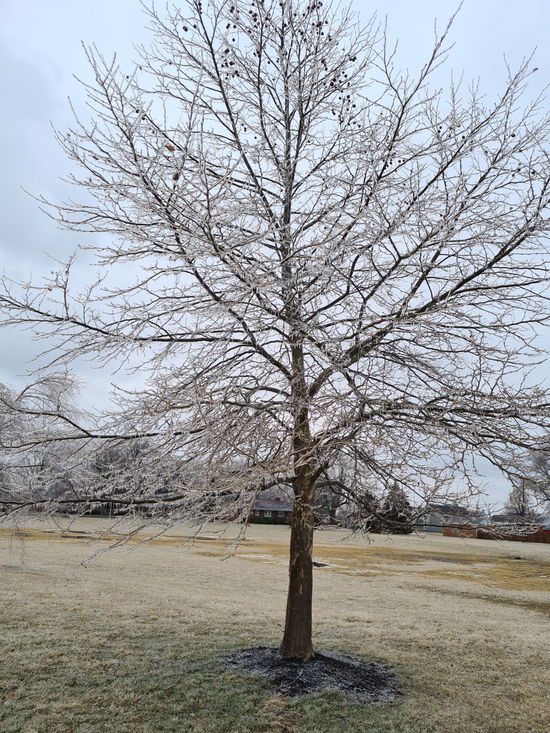 Tree with bare branches covered in ice