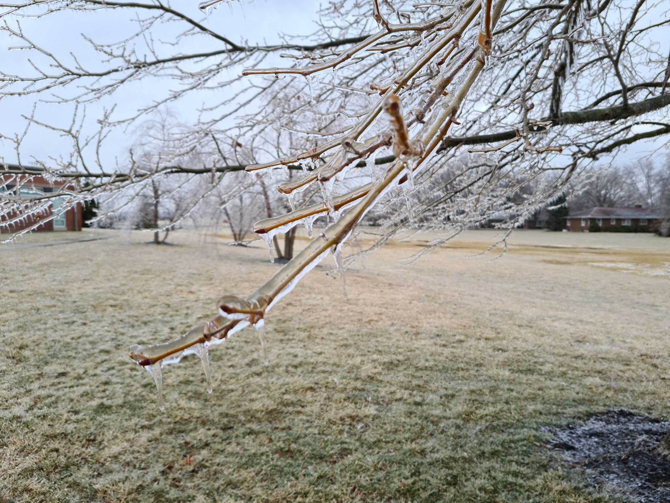 Close up of bare branch covered in ice