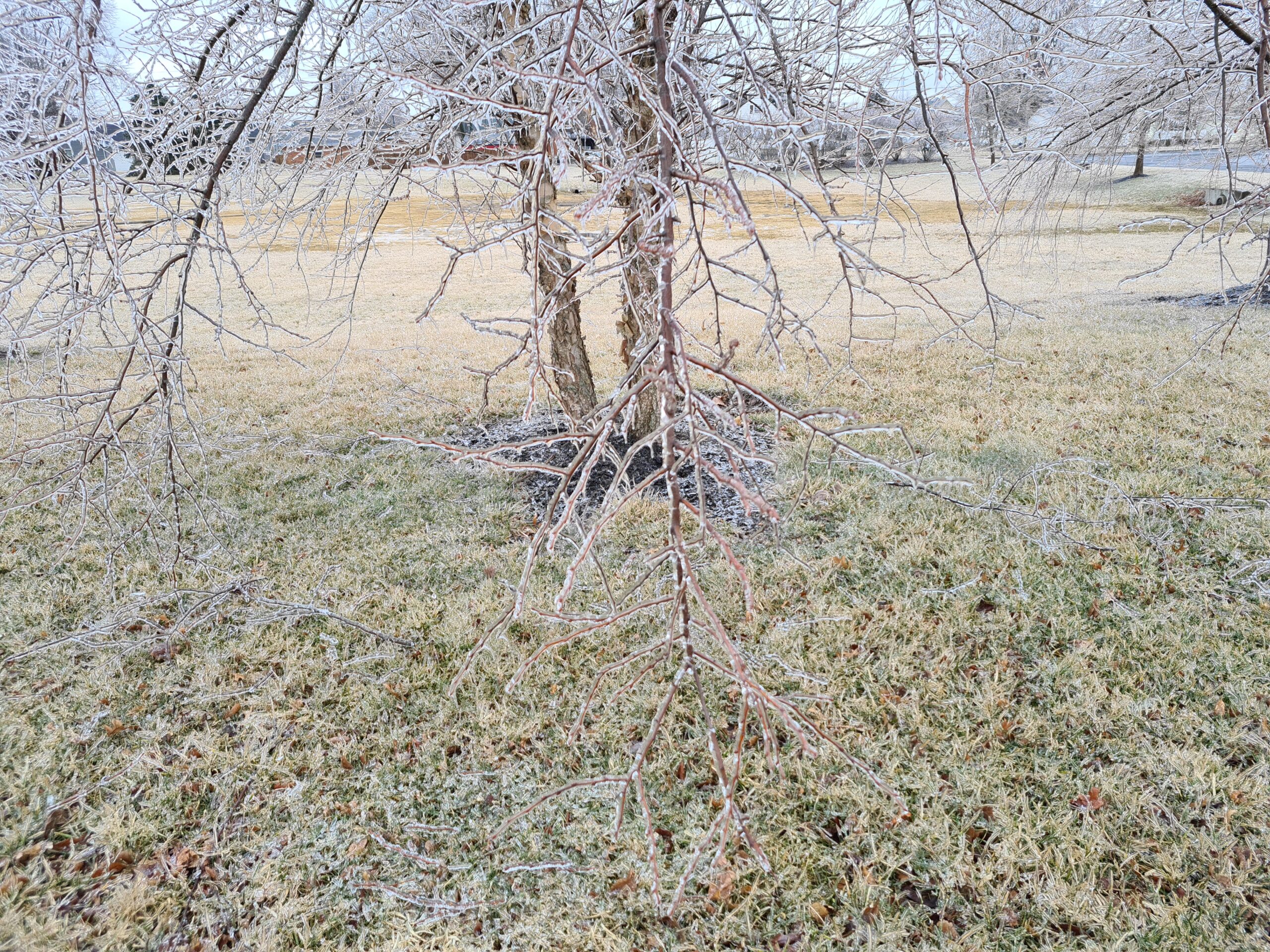 Close up of several bare branches covered in ice