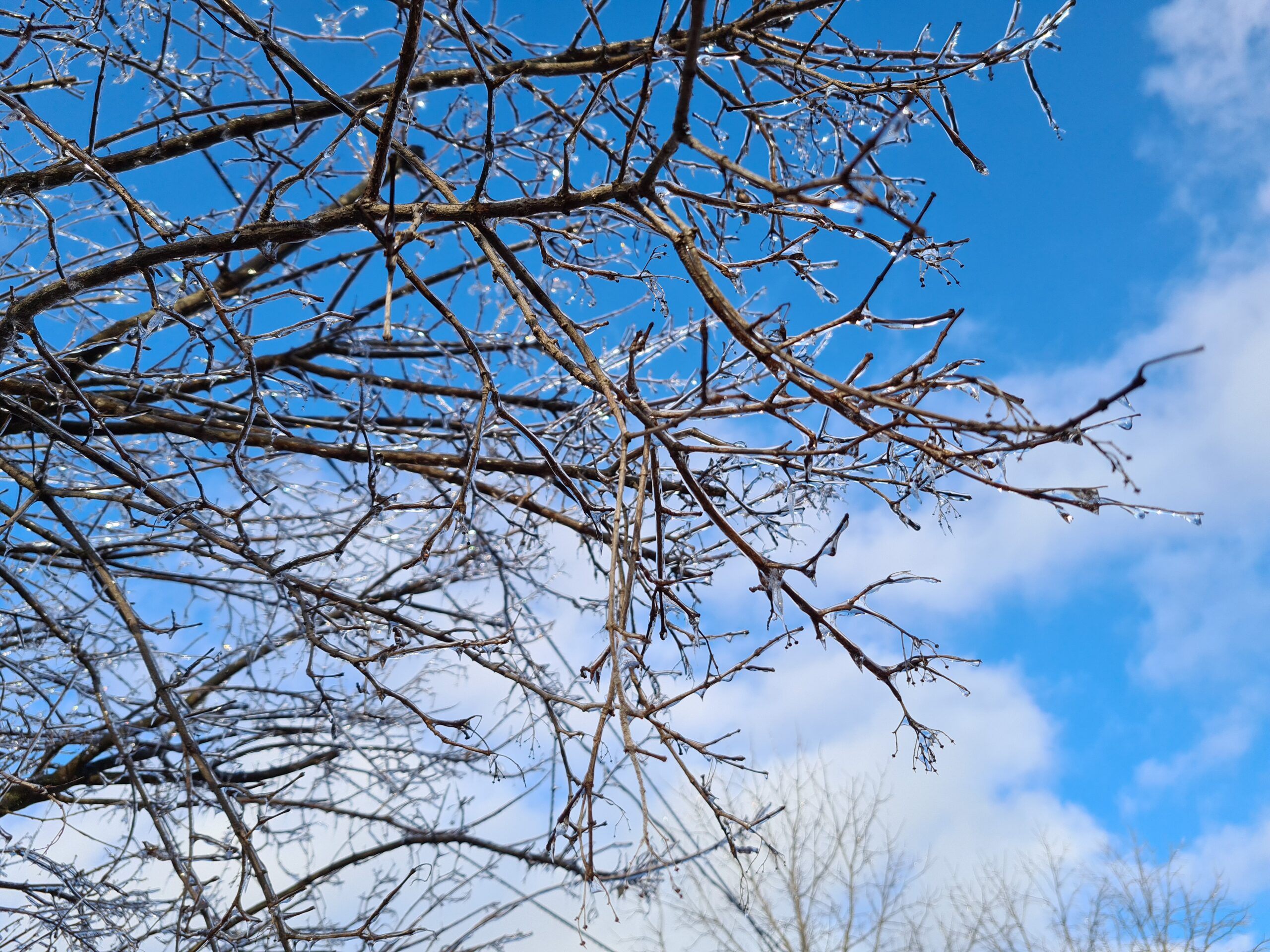 Blue sky with white clouds. Tree with bare branches covered in thawing ice