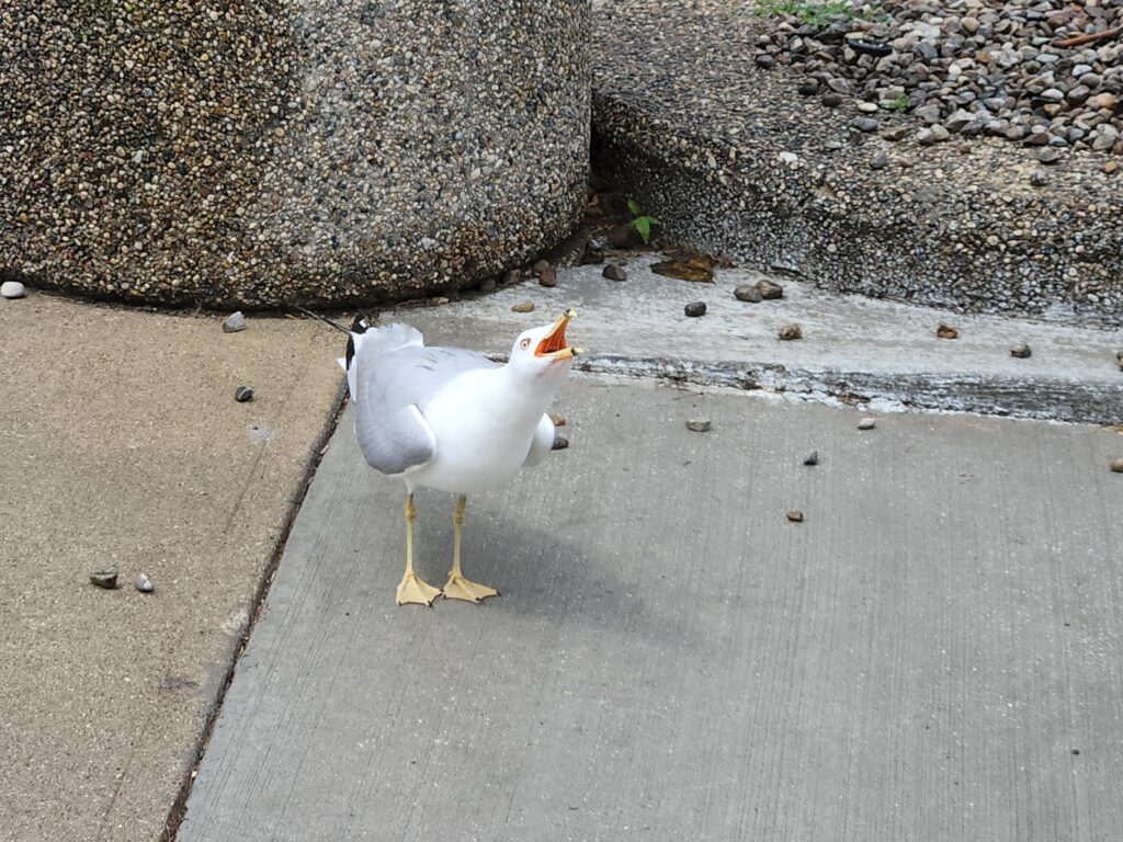 Gull at a road stop in Michigan yelling at the world.