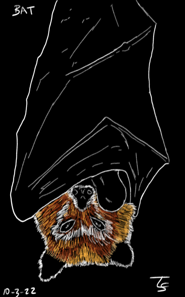 drawing: black background with a a drawing (white outline, red furry face) of a bat hanging upside down (traced).