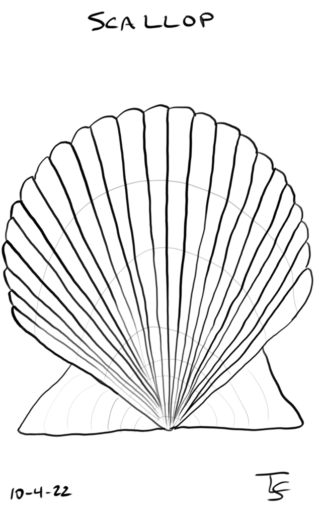 drawing: black line drawing of a scallop shell (traced)