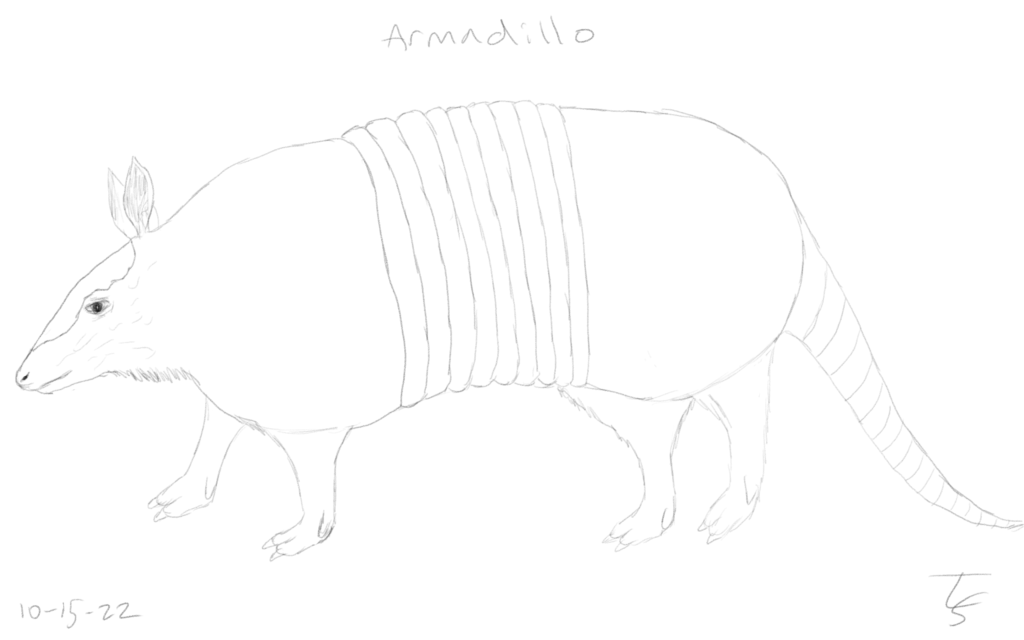 drawing: pencil-style drawing of an armadillo (from a how2draw tutorial).