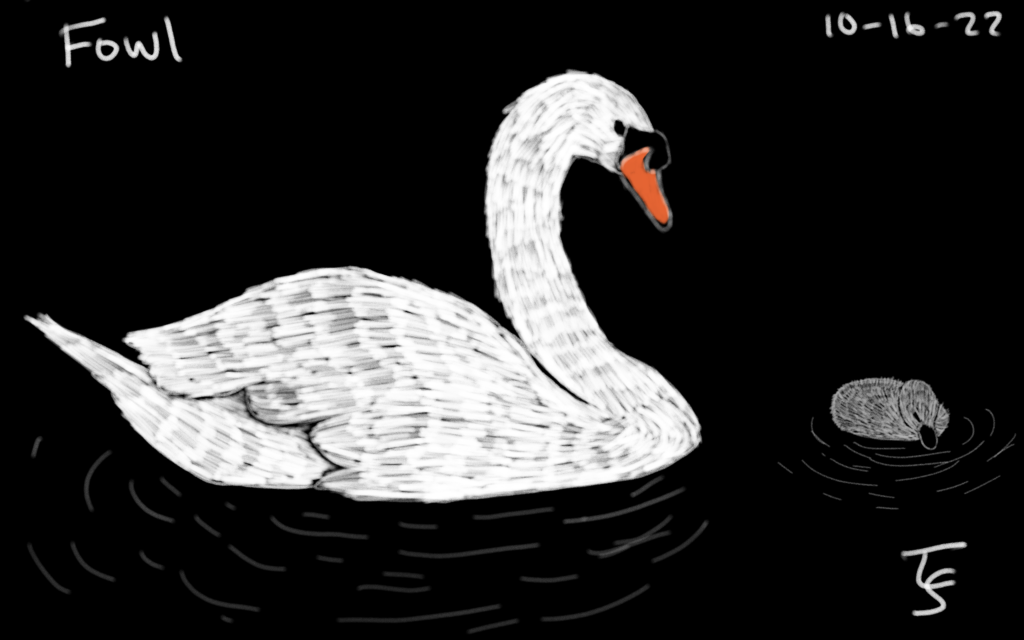 drawing: black background, chalk-like drawing of a white swan and a little gray swan baby. Faint ripples around them.