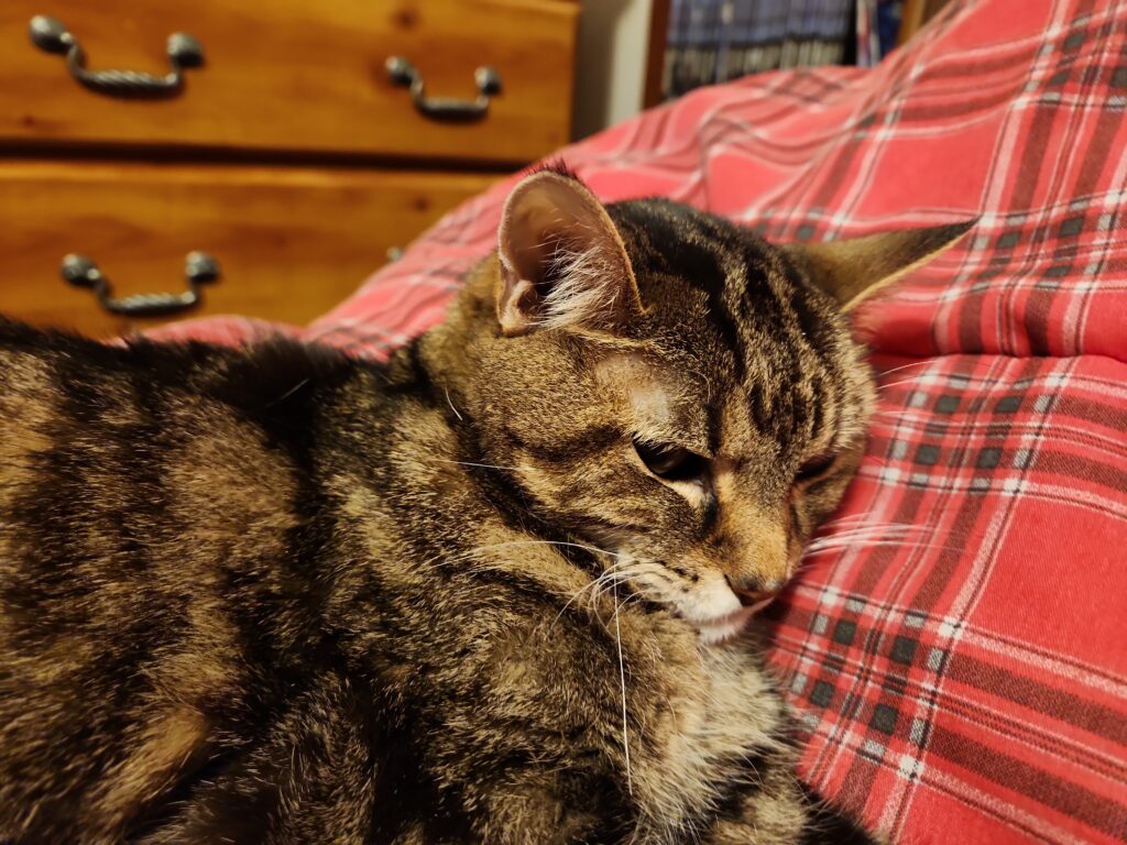 Photo of Lucy, a brown and black striped & mottled kitty, in repose on a red plaid comforter.