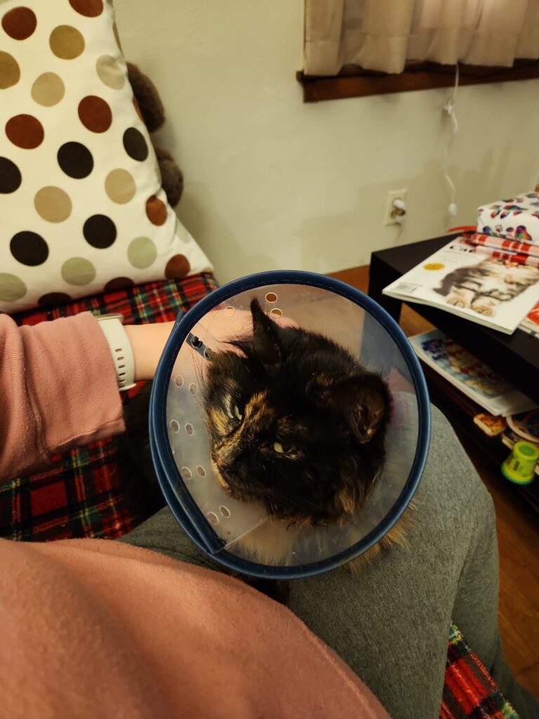 Fluffy tortoise-hair cat in a Cone of Shame sitting on the lap of a human (from POV of the human).