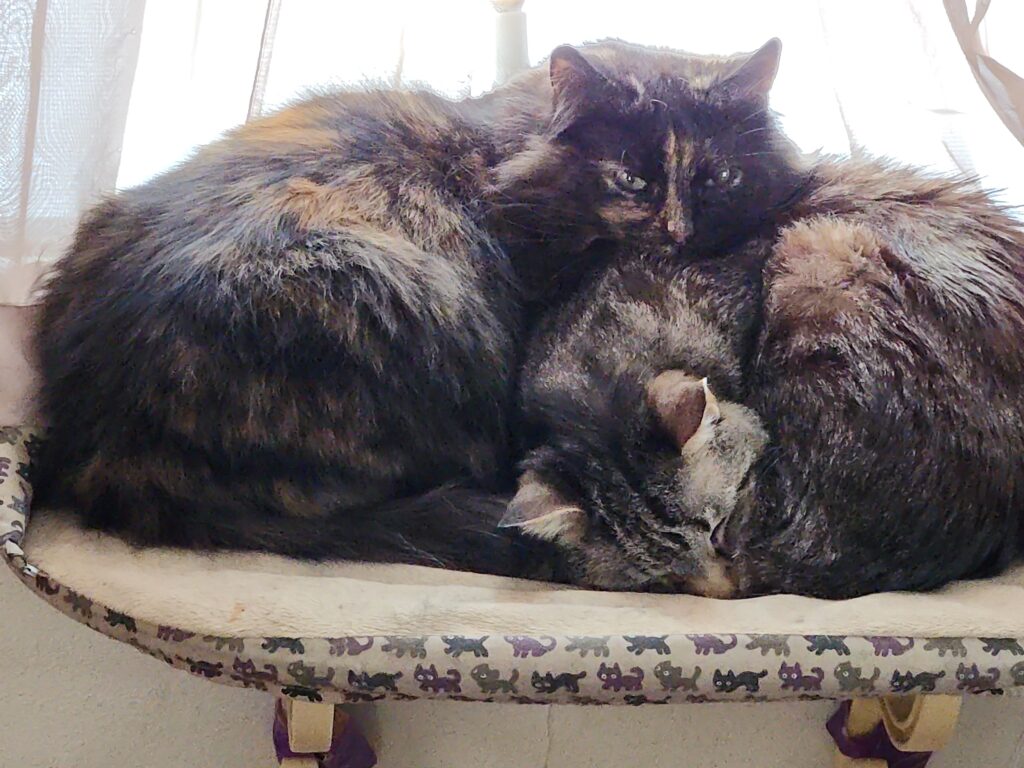 Window seat with two cats curled up together on it. Gray-haired tabby asleep and fluiffy tortie resting her head on the tabby's body.
