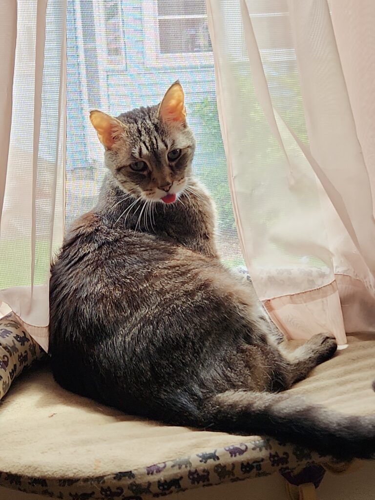 A picture of my cat, Linus, sitting in a cat window perch with his back to the camera, but his face toward it. His tongue is out, mid-lick. So, "blep" as they say.