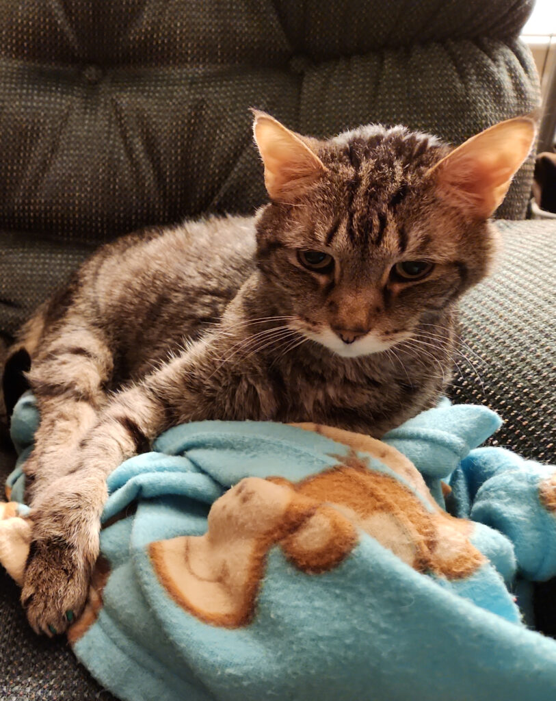 A photo of my cat, Linus, sitting in a green chair on a blue fuzzy blanket covered in monkeys. Linus is a striped tabby, mostly gray and black with a little brown.